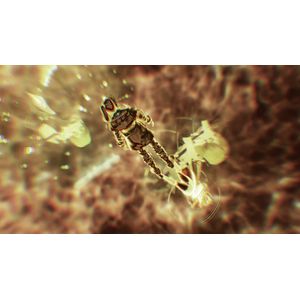 10009805-Galeria-10